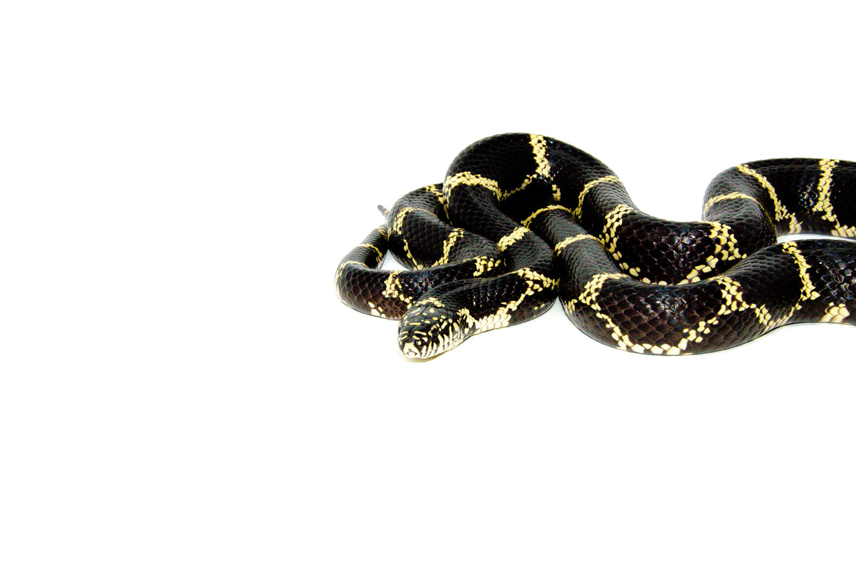 Eastern King Snake Adults For Sale | American Reptile Distributors