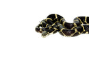 Eastern King Snake Adults (Lampropeltis getula)