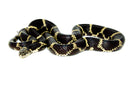 Eastern King Snake Adults (Lampropeltis getula)