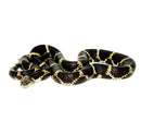 Eastern King Snake Adults (Lampropeltis getula)