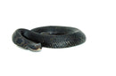 Eastern Hognose Snake (Heterodon platirhinos)
