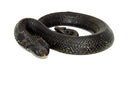Eastern Hognose Snake (Heterodon platirhinos)