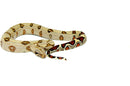 Peruvian Red Tail Boa (Boa constrictor constrictor)