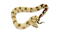 Peruvian Red Tail Boa (Boa constrictor constrictor)