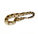 Peruvian Red Tail Boa (Boa constrictor constrictor)