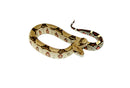 Peruvian Red Tail Boa (Boa constrictor constrictor)