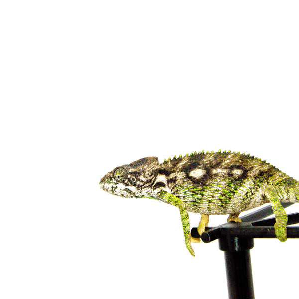 Giant Spiny Chameleons For Sale | American Reptile Distributors