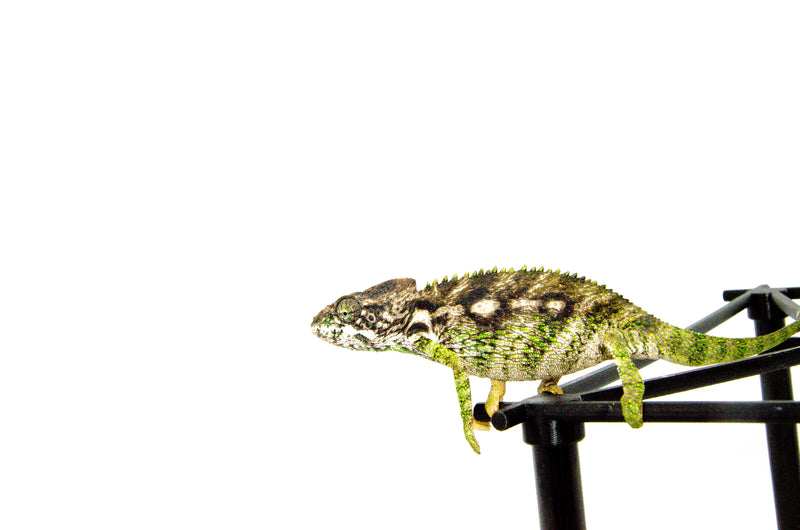 Giant Spiny Chameleon (Furcifer verrucosus)