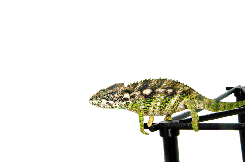 Giant Spiny Chameleon (Furcifer verrucosus)