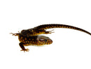 Yellow-Spotted Night Lizard (Lepidophyma flavimaculatum)