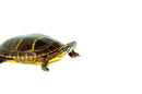 Eastern Painted Turtle Adults (Chrysemys picta)