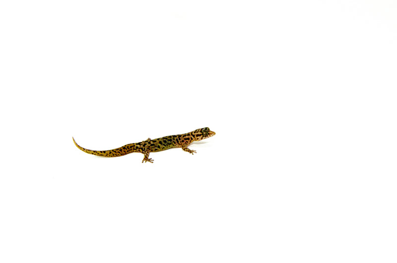 Dwarf Barking Gecko (Sphaerodactylus sputator)