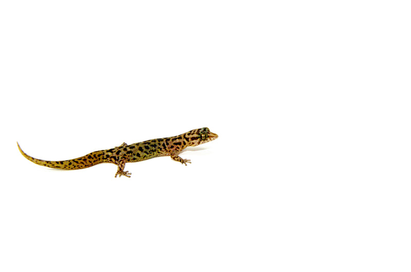 Dwarf Barking Gecko (Sphaerodactylus sputator)