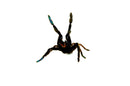 Skeleton Leg Tarantula (Ephebopus murinus)