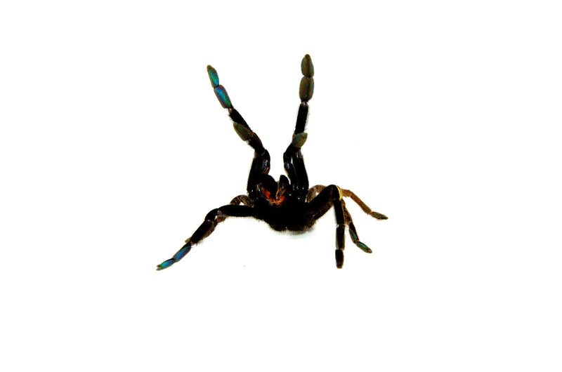 Skeleton Leg Tarantula (Ephebopus murinus)