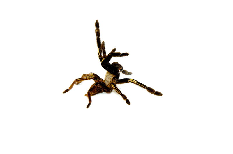 Skeleton Leg Tarantula (Ephebopus murinus)