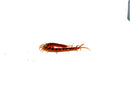 Cherry Bomb Centipede (Scolopendra dehaani)