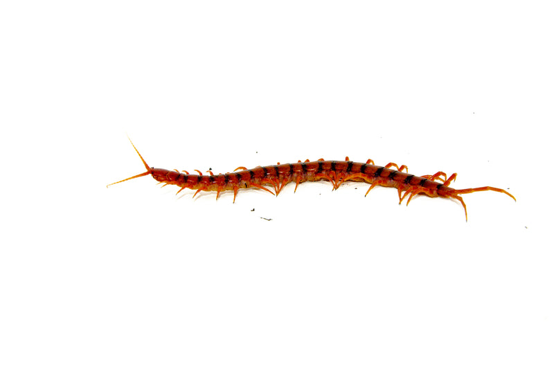 Cherry Bomb Centipede (Scolopendra dehaani)