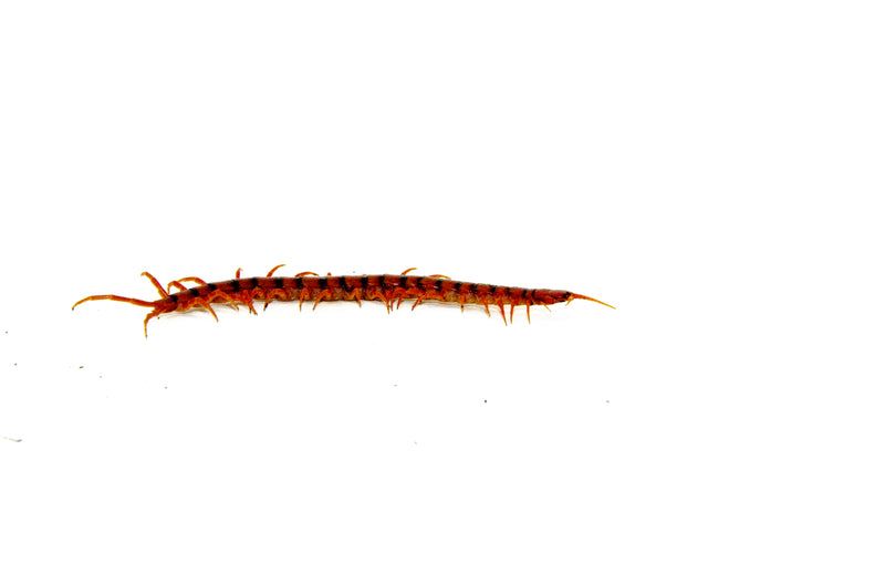 Cherry Bomb Centipede (Scolopendra dehaani)