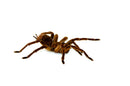 Goliath Bird Eating Tarantula (Theraphosa stirmi)