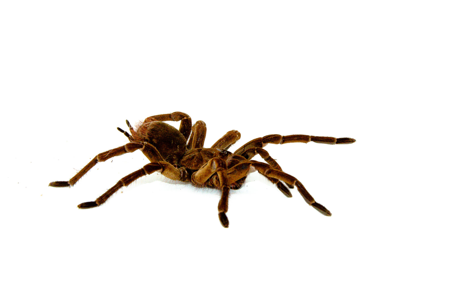 Goliath Bird Eating Tarantulas For Sale American Reptile Distributors