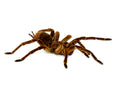 Goliath Bird Eating Tarantula (Theraphosa stirmi)