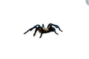 Cobalt Blue Tarantula (Haplopelma lividum)