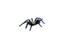 Cobalt Blue Tarantula (Haplopelma lividum)