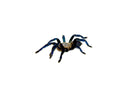 Cobalt Blue Tarantula (Haplopelma lividum)