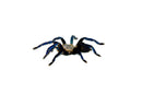 Cobalt Blue Tarantula (Haplopelma lividum)