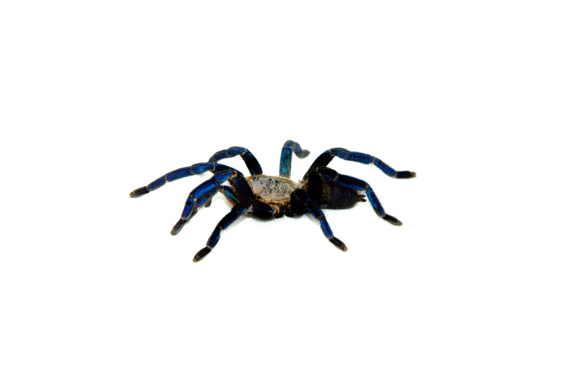 Cobalt Blue Tarantula (Haplopelma lividum)