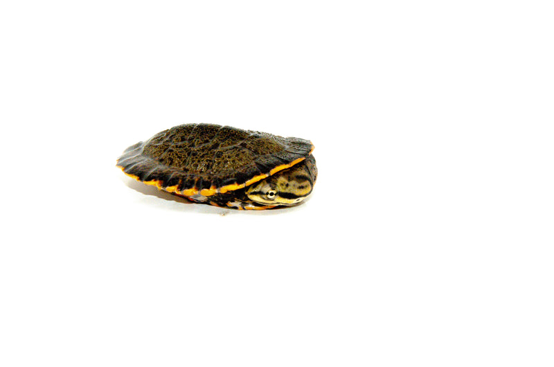 Baby Geoffroy's Sideneck Turtle (Phrynops geoffroanus)