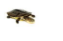 Gibba Sideneck Turtle Babies (Phrynops gibbous)
