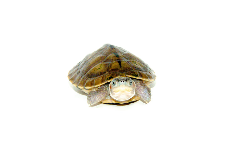 Brown Roofed Turtle (Pangshura smithii)