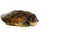 Madagascan Big Head Turtle Baby (Erymnochelys madigascariensis)