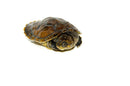 Madagascan Big Head Turtle Baby (Erymnochelys madigascariensis)