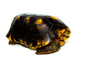 Red Foot Tortoise (Chelonoidis carbonaria)