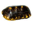 Red Foot Tortoise (Chelonoidis carbonaria)