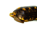 Red Foot Tortoise (Chelonoidis carbonaria)