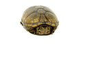 Mississippi Mud Turtle (Kinosternon subrubrum hippocrepis)