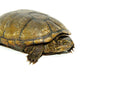 Mississippi Mud Turtle (Kinosternon subrubrum hippocrepis)