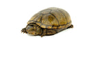 Mississippi Mud Turtle (Kinosternon subrubrum hippocrepis)