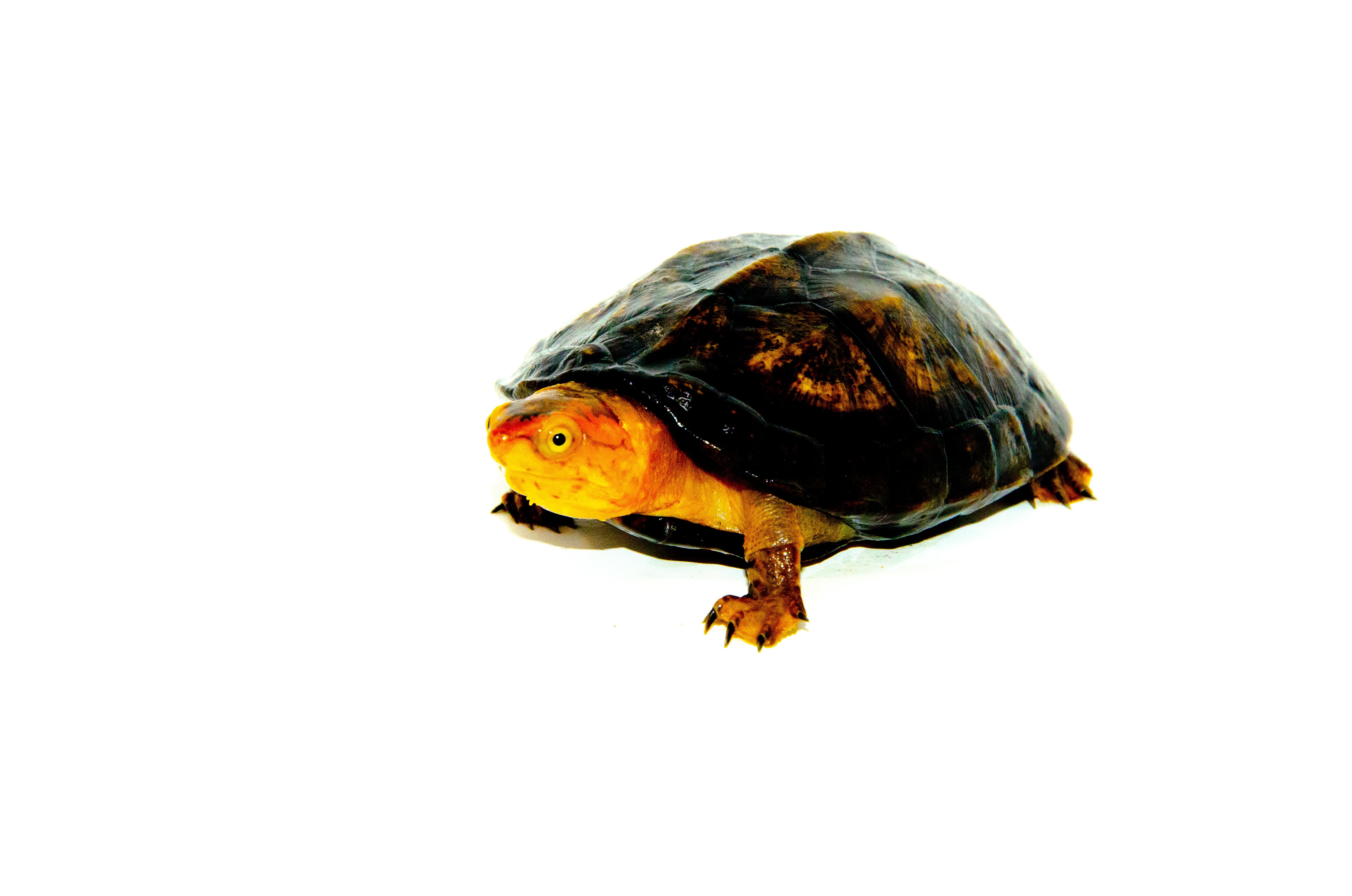 Red Cheeked Mud Turtle Sub-Adults For Sale | American Reptile Distributors