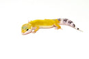Jungle Designer Baby Leopard Geckos (Eublepharis macularius)