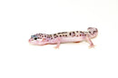 Baby Mack Snow Leopard Geckos (Eublepharis macularius)