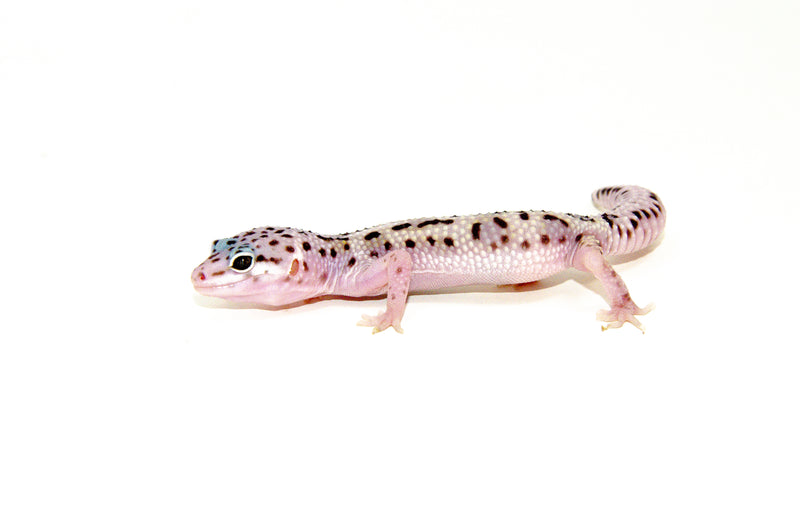 Baby Mack Snow Leopard Geckos (Eublepharis macularius)