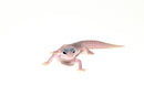 Mack Super Snow Blizzard Luecistic Baby Leopard Geckos (Eublepharis macularius)