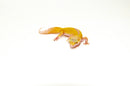 Baby Albino Leucistic Leopard Geckos (Eublepharis macularius)