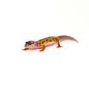 Luecistic Baby Leopard Geckos (Eublepharis macularius)