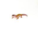 Luecistic Baby Leopard Geckos (Eublepharis macularius)